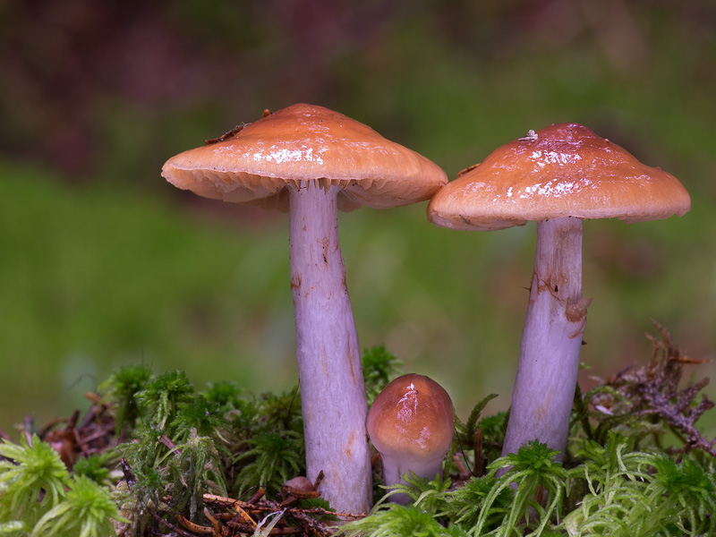 Cortinarius collinitus